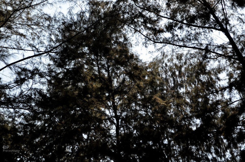 5356127861_43da12515a_b.jpg
