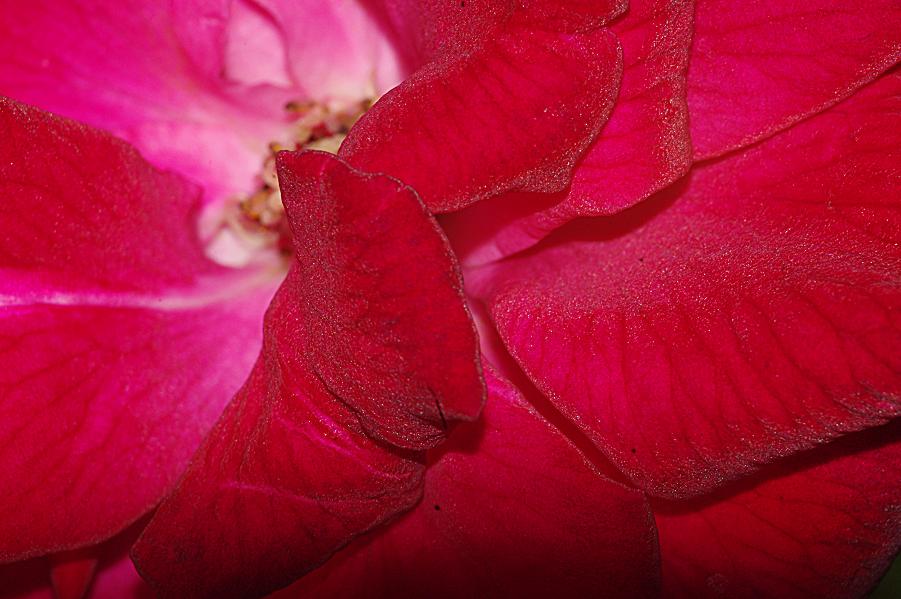 flower1.JPG