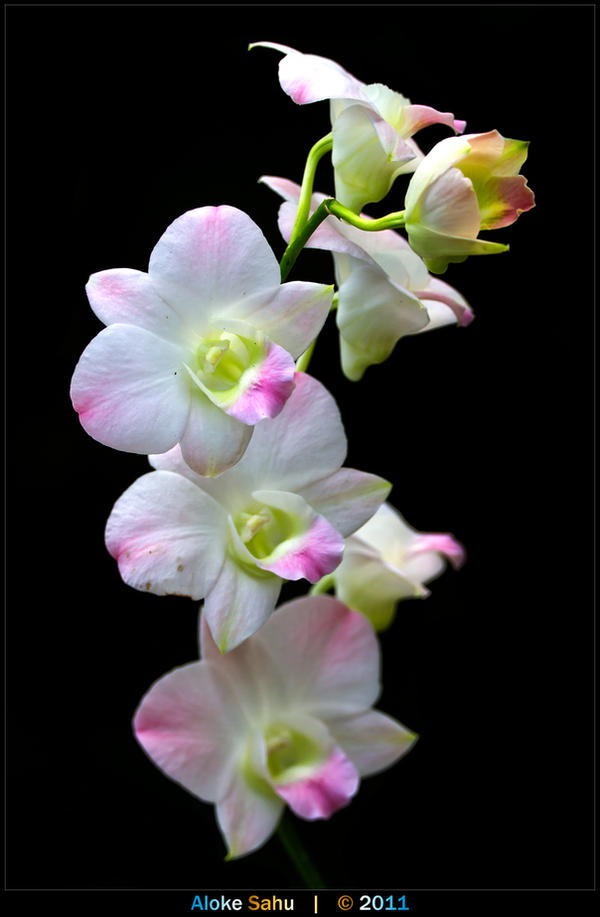 orchids___i_by_alokethebloke-d46soig.jpg