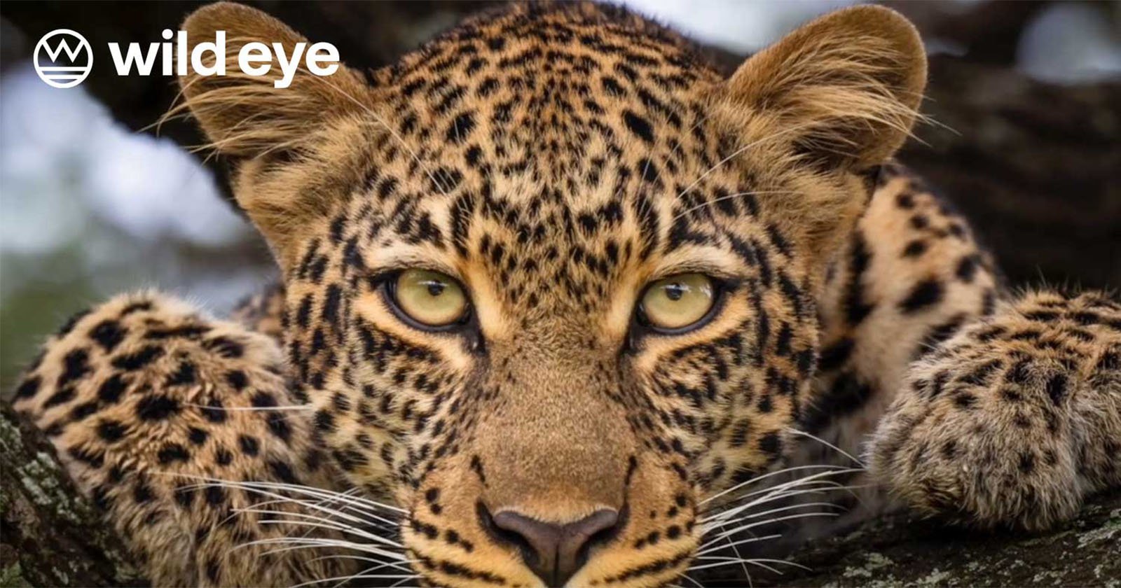 Close-up of a leopard resting on a tree branch, staring intently ahead. The leopard's golden eyes and detailed spots are prominent. The background is blurred, focusing attention on the leopard. The wild eye logo is visible in the top-left corner.
