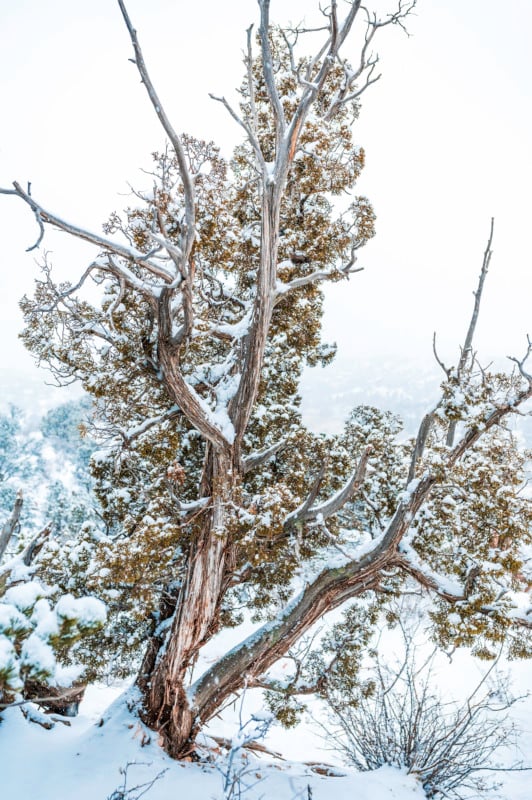 Winter_Photography_09-532x800.jpg