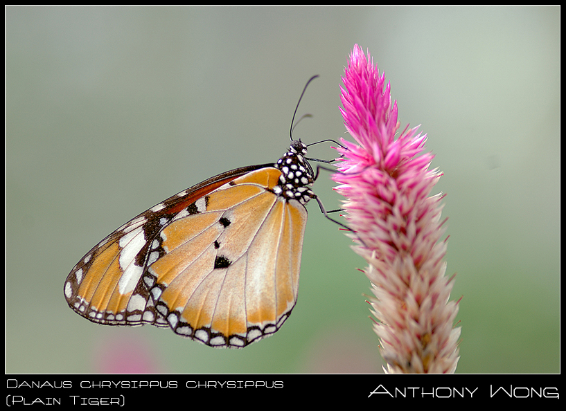 Plain_Tiger_270708_by_inckurei.jpg