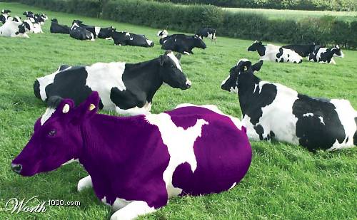 purplecow.jpg