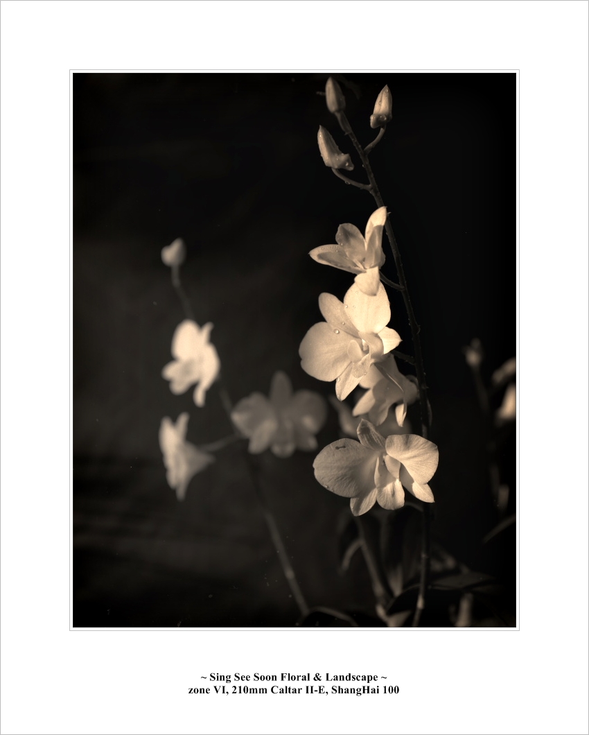 lf_flowers002.jpg