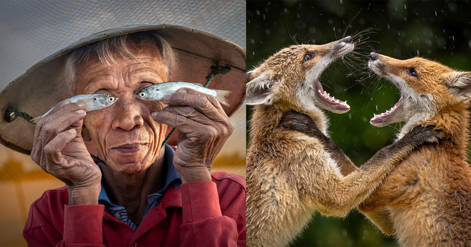 On the left, an older person holds two small fish in front of their eyes, smiling. On the right, two foxes stand on hind legs with mouths open, appearing to playfully spar or yell at each other.