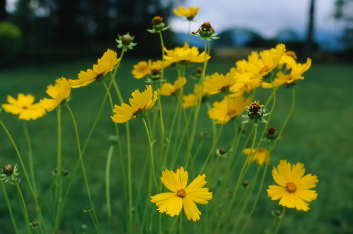 sunflower_bud_by_astra888-d5yyv8p.jpg
