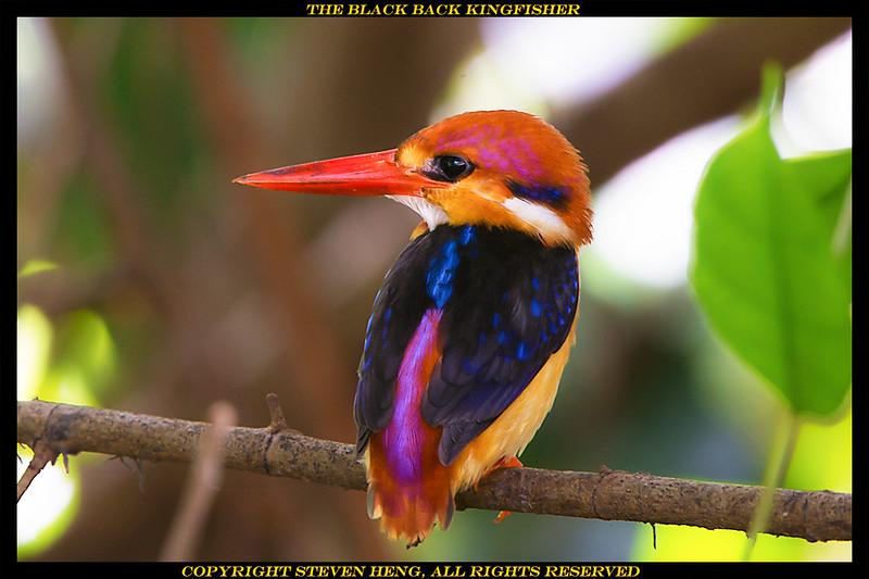 10370870903_b11df392f3_c.jpg
