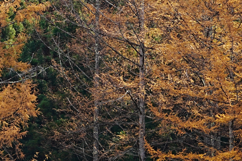 Sony-A2-sample-image-2-100-800x534.jpg