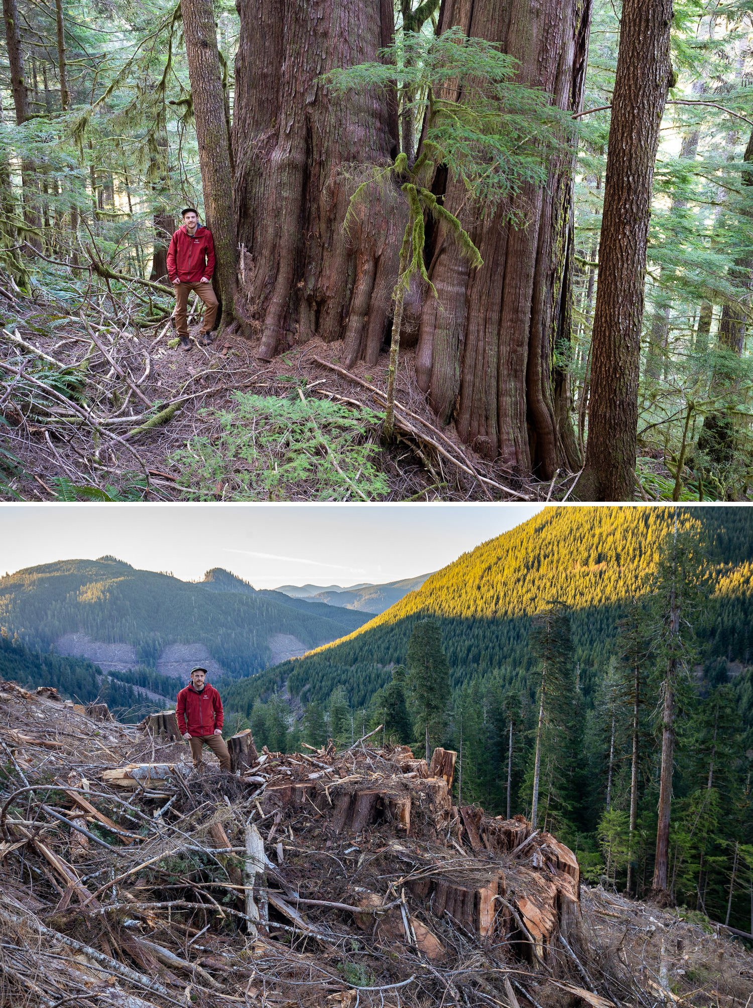 Before and after photos of old-growth trees cut down by logging by photographer TJ Watt