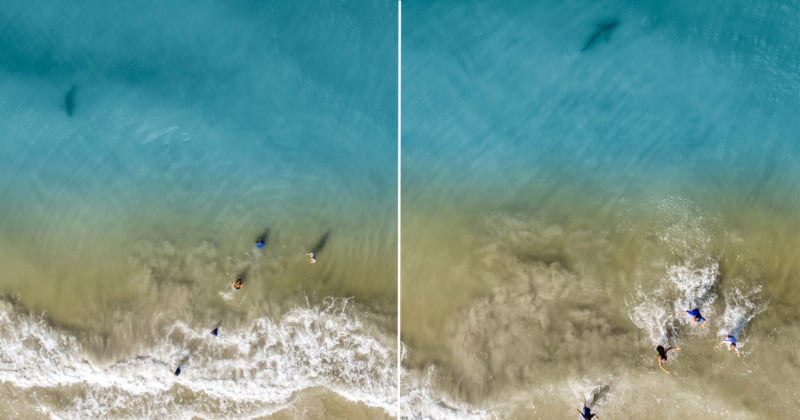 shark_feature-800x420.jpg