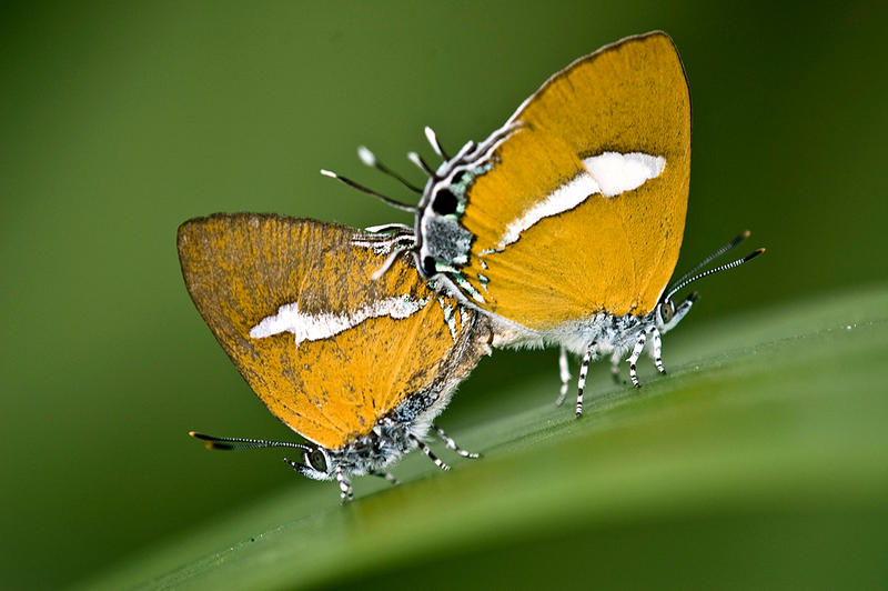Ambon_Onyx_Mating_Pair_by_inckurei.jpg