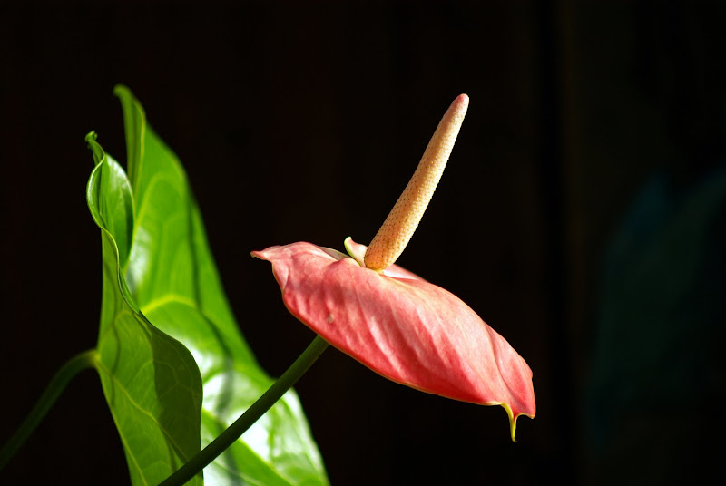 IMGP2285.JPG