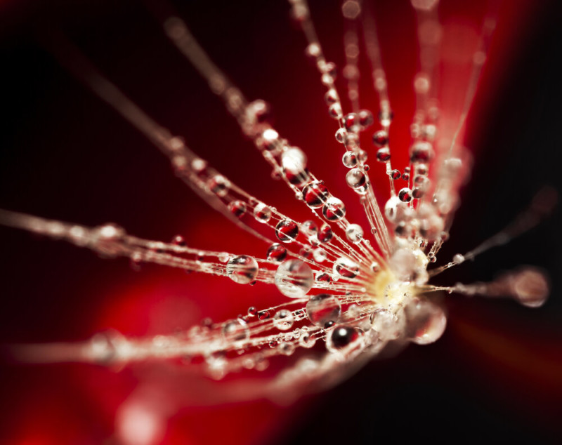 rose_2-800x634.jpg