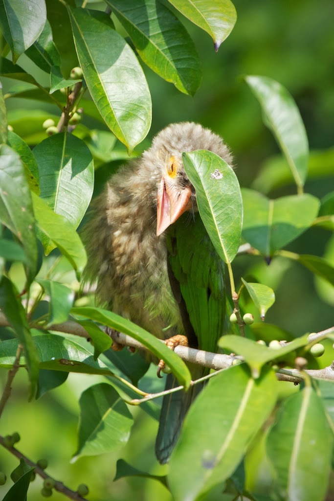 Lineated+Barbet