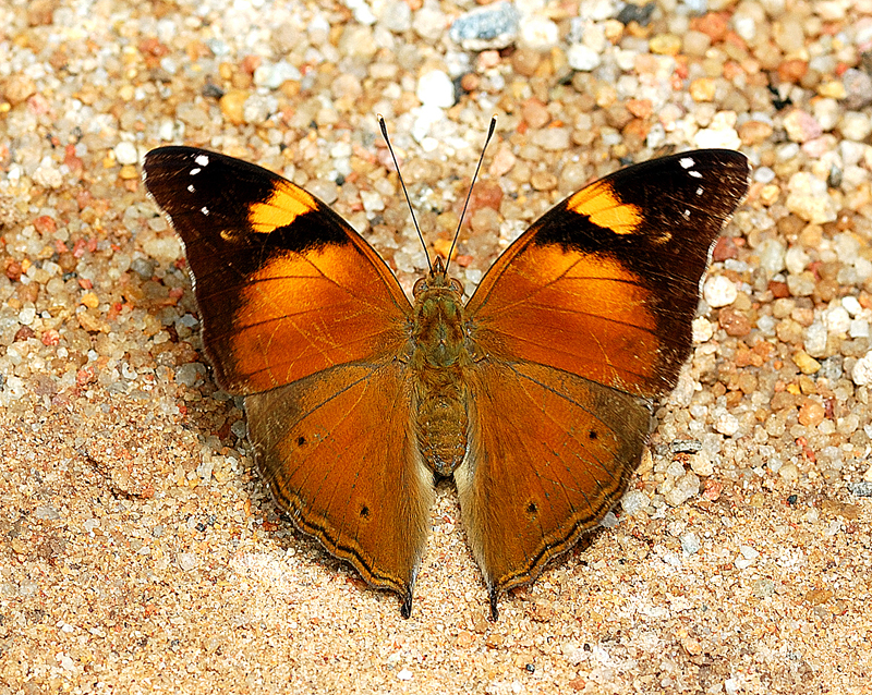 Autumn_Leaf_Topside_240508_by_inckurei.jpg