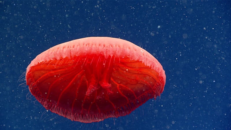 red-jellyfish-hires-800x450.jpg