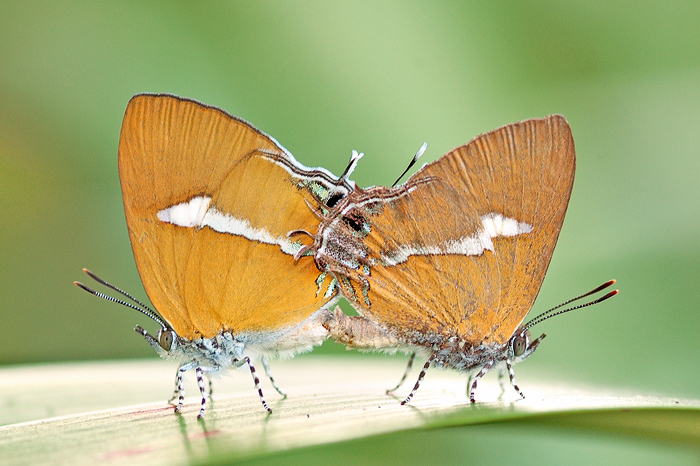 Ambon_Onyx_pair_by_inckurei.jpg