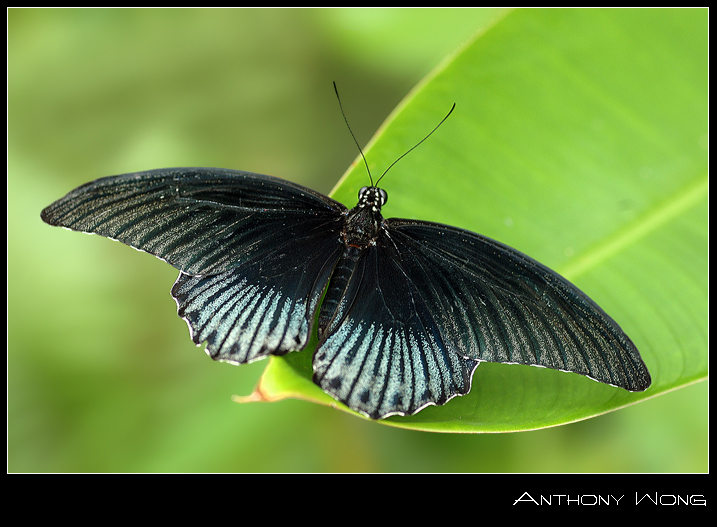 papilio_rumanizovia_1_011008_by_inckurei.jpg
