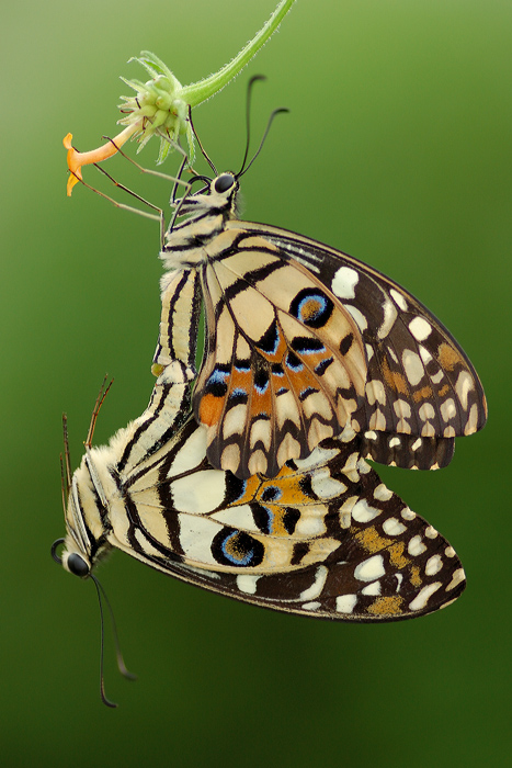 Lime_Butterfly_161108_4_by_inckurei.jpg