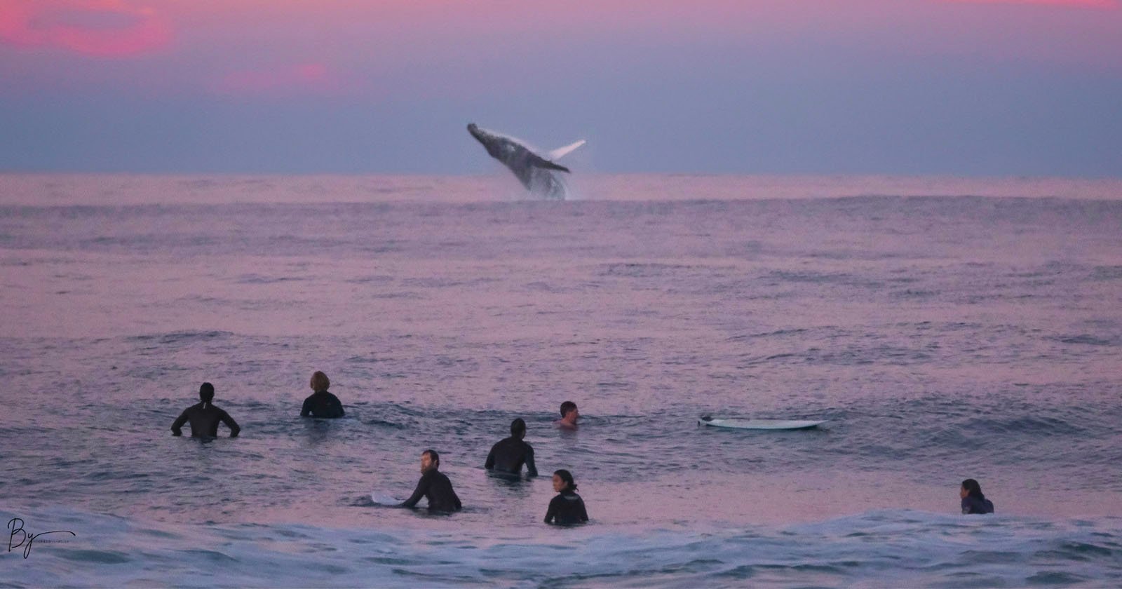 A group of seven surfers in wetsuits sit or swim on their surfboards in the ocean, facing a distant area where a whale is breaching out of the water. The sky is tinged with purple and pink hues, suggesting early morning or late evening.