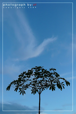 tree.jpg