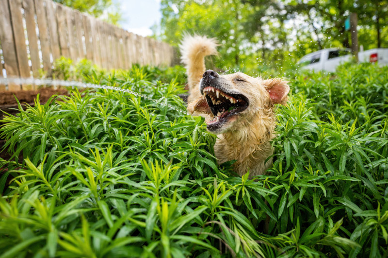 Carmen-Cromer_Jurassic-Bark-800x531.jpg