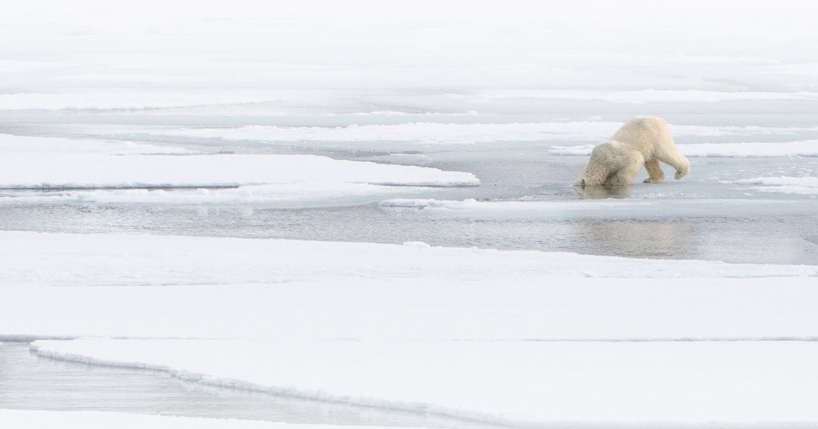 A polar bear stands on icy sea ice, bending down to drink or look into a small opening in the ice, surrounded by snow and patches of open water.
