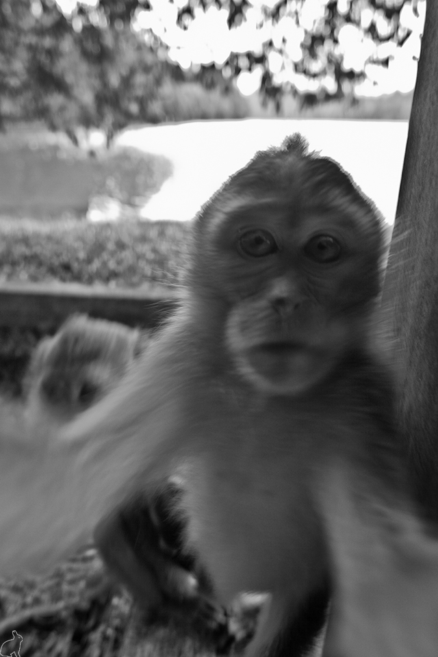 Curious_George_by_Draken413o.jpg