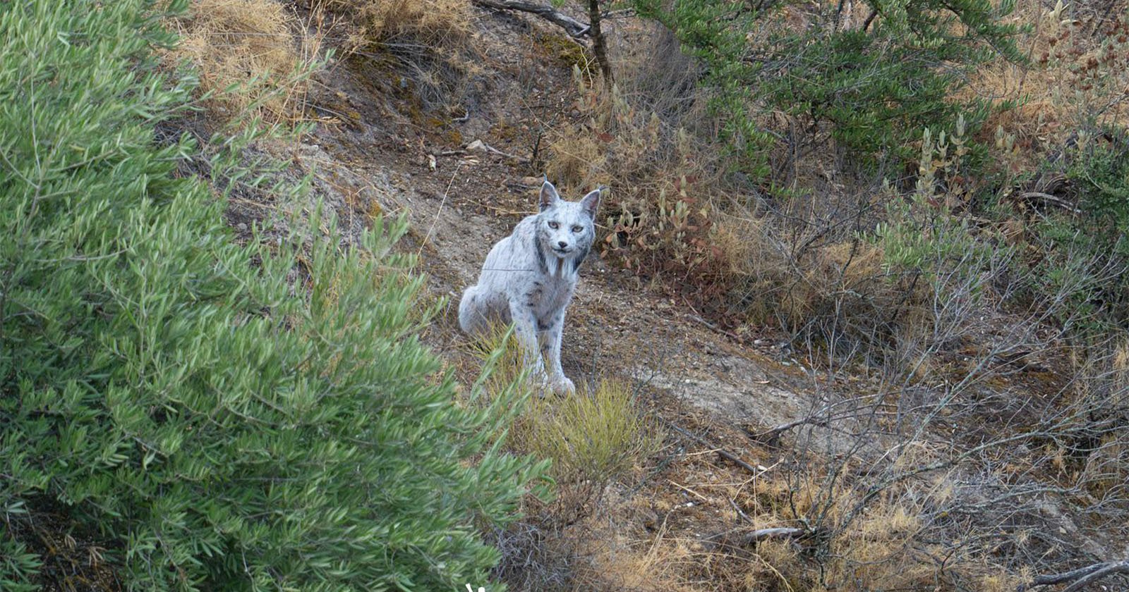 A grey bobcat sits on a rocky, brush-covered hillside, partially surrounded by green and dry vegetation, looking directly at the camera.