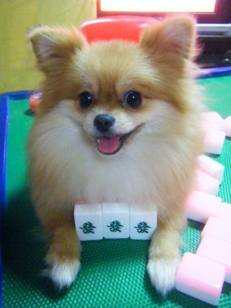 1_883062205l.jpg