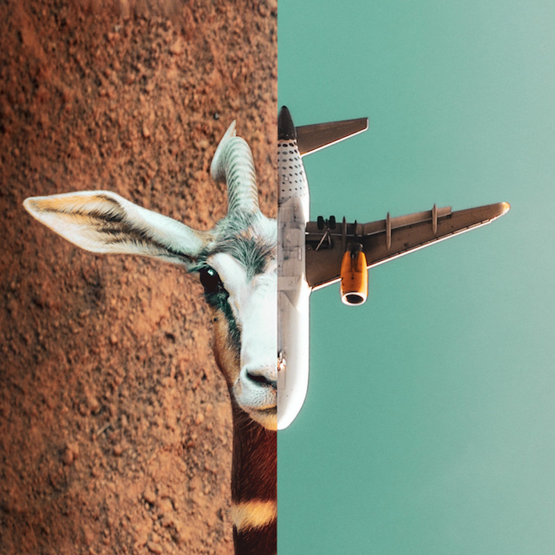 Fight-or-Flight-800x800.jpg