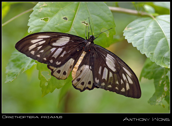 Ornithoptera_priamus_011108_by_inckurei.jpg