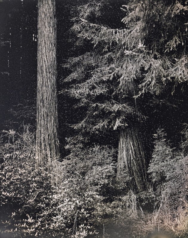 Redwoods_2020_Daguerreotype_Anton_Photo_Palace_2-631x800.jpg
