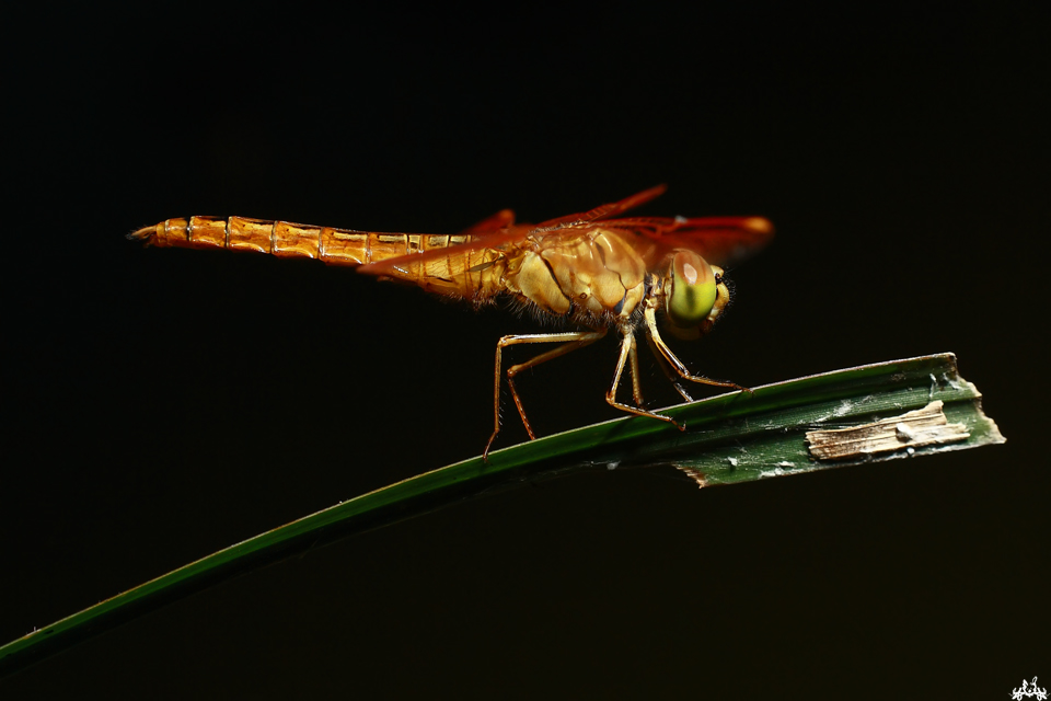 dragonfly_by_Draken413o.jpg