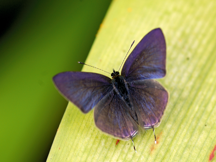 Pointed_Line_Blue_020109_3_by_inckurei.jpg