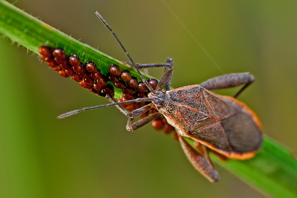 Unknown_Insect_by_Draken413o.jpg