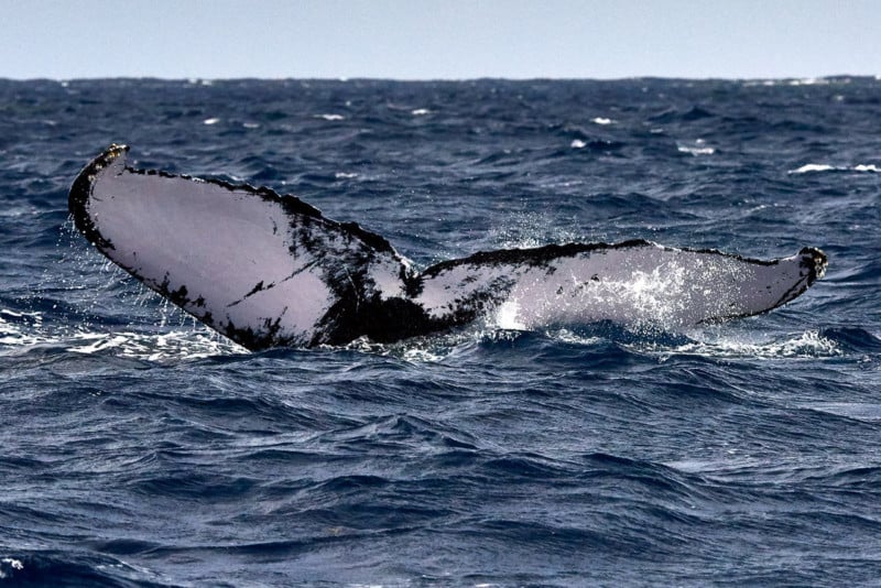 2015-surface-tail-800x534.jpeg