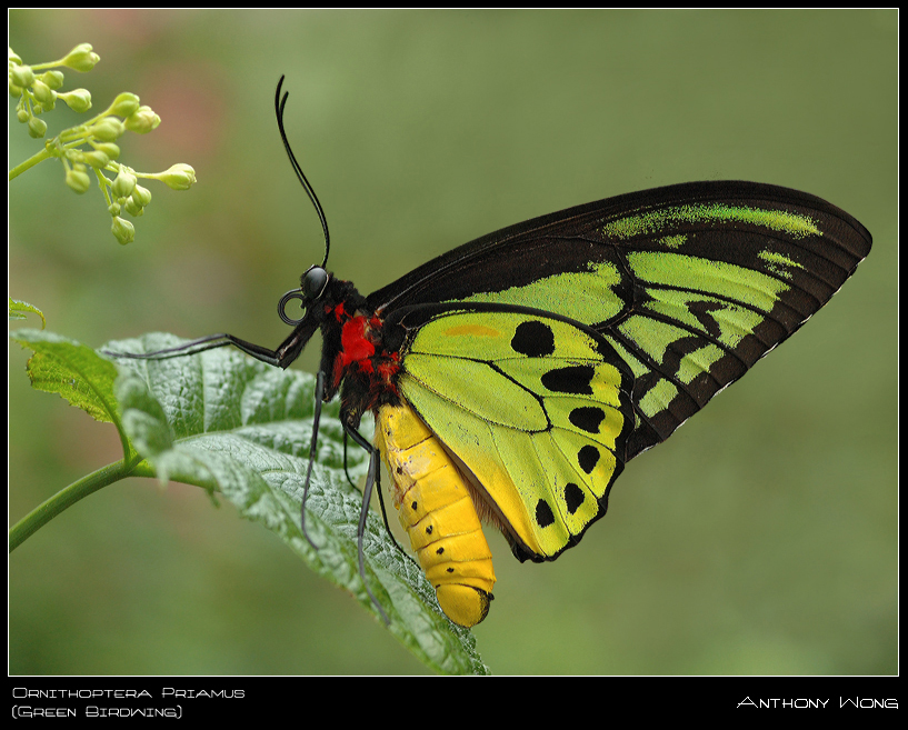 Ornithoptera_priamus_5_011008_by_inckurei.jpg
