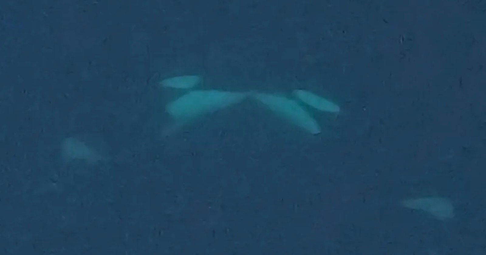 Aerial view of a white beluga whale swimming just below the surface of dark blue water, with its fins and body faintly visible.