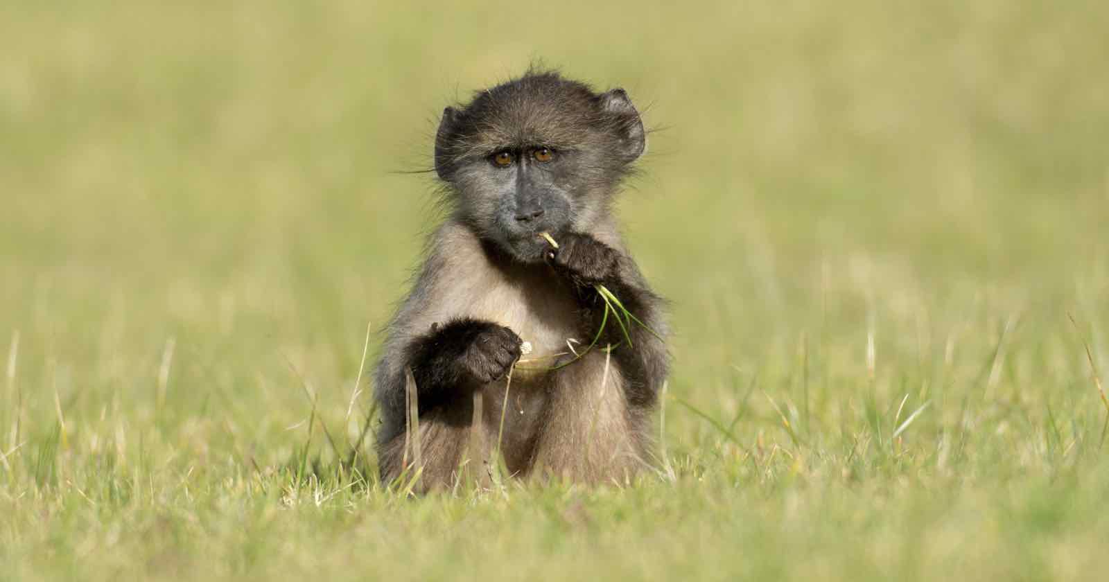 New ‘Collar Cameras’ Reveal Baboons Love Snacking on Antelope Dung