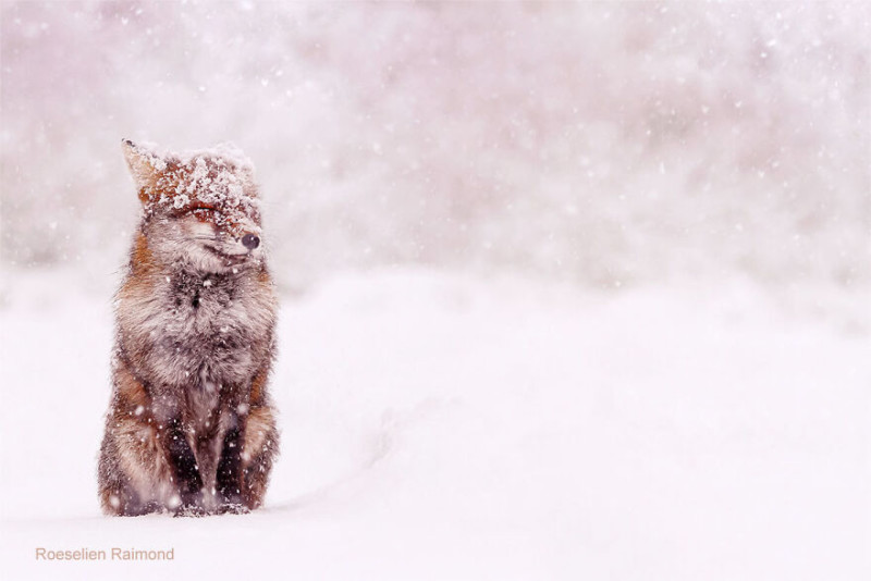 fox_in_the_now-61b886775b520__880-800x534.jpeg