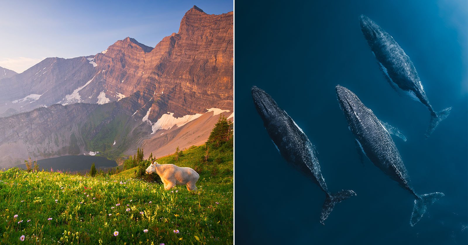 Left side: A mountain goat grazes in a vibrant alpine meadow with flowers, overlooking a lake and rugged mountains under a clear sky. Right side: Three whales swim gracefully in deep blue ocean water, viewed from above.