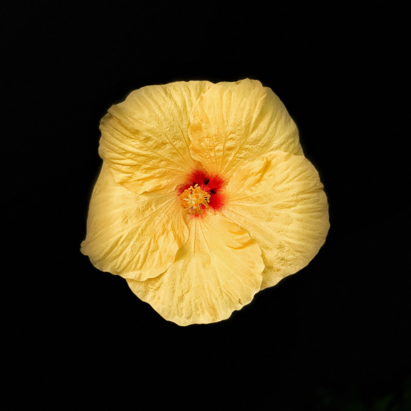 Fouche-1011-copy-800x800.jpg