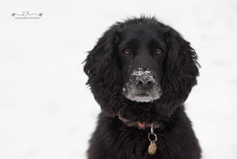 dog13-800x537.jpeg