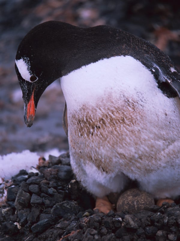 Antarctica_35_Provia_6_sRGB-600x800.jpg