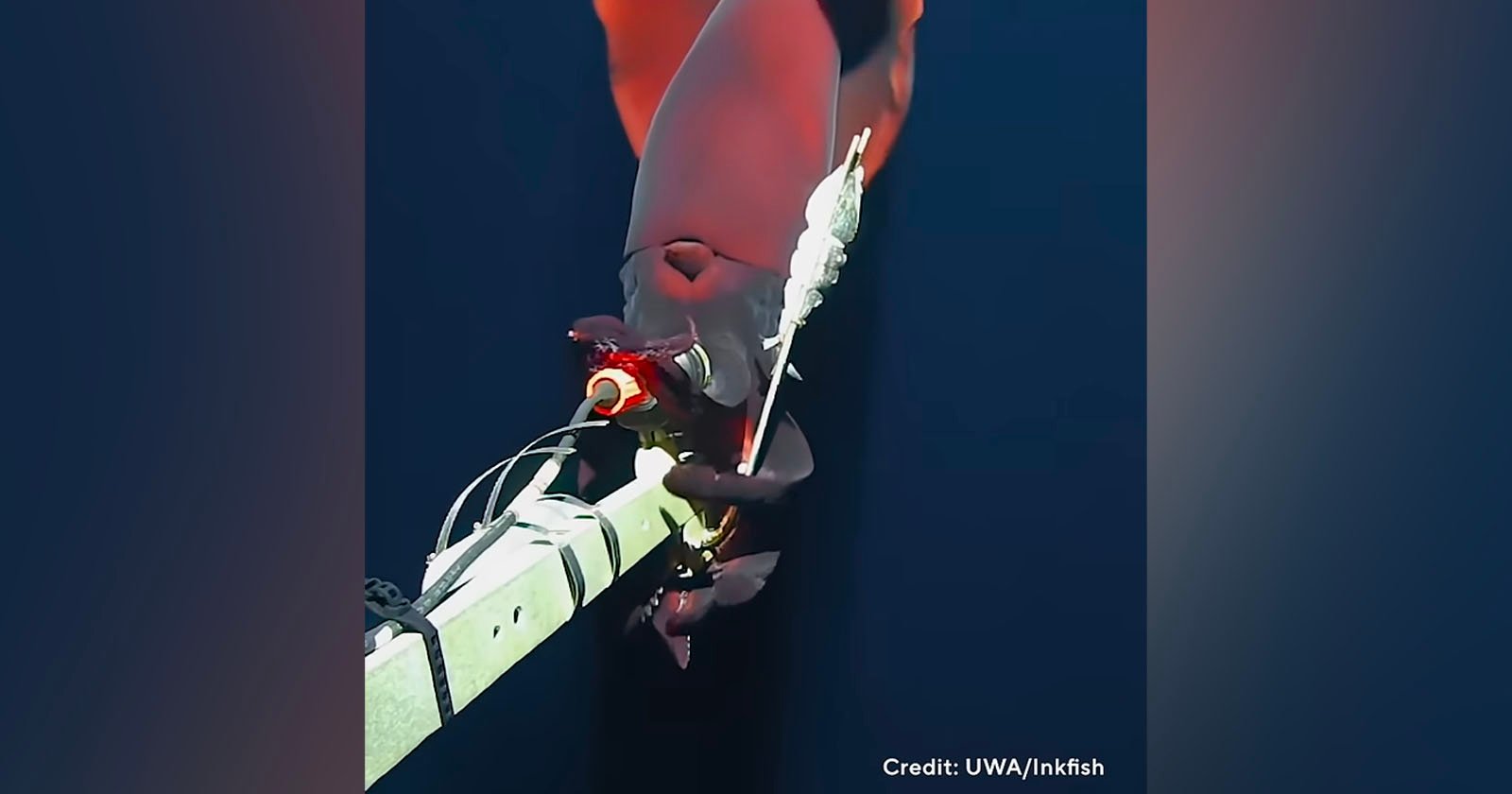 A close-up shot shows a large, red deep-sea squid as it interacts with a robotic arm equipped with sensors and a camera. The squid's tentacles are wrapped around the arm, highlighting the underwater research exploration. Credit: UWA/Inkfish.