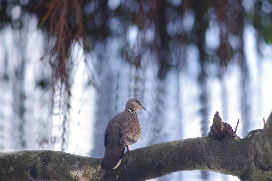 bird1.JPG