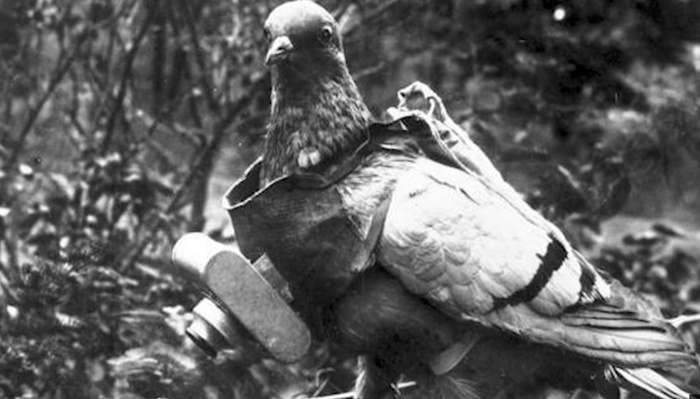 The CIA Attached Cameras To Pigeons To Spy On Enemies During the Cold War