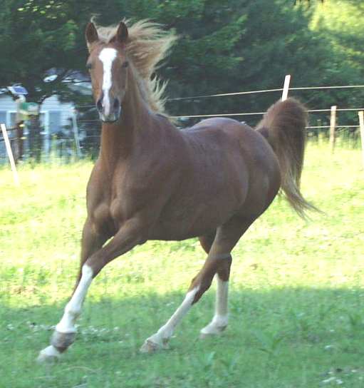 Horse_prancing_Equus_Arabian.jpg