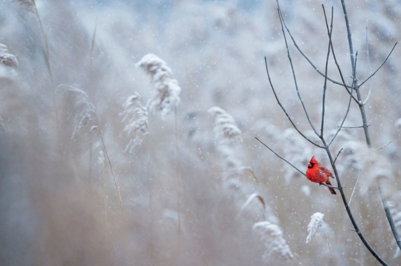secret-of-good-photographs-petapixel-3-800x532.jpg